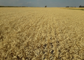 Por el clima y las reservas abundantes, se desplomó el valor del trigo en EE.UU.