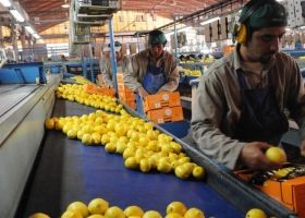 EE.UU. confirmó oficialmente la autorización al ingreso de limones argentinos