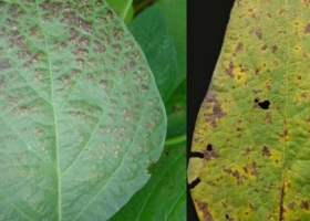 Detectan una enfermedad con nuevos síntomas complica el 30% de la producción de soja