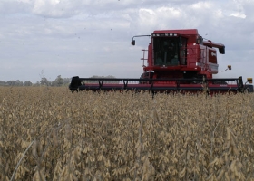 Los rendimientos de soja de la Zona Núcleo se cayeron en el tramo final