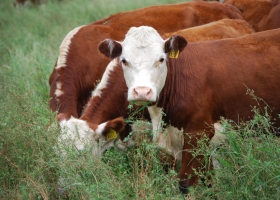 En el primer trimestre Argentina representó apenas un 8,8% de la exportación total de carne vacuna del Mercosur