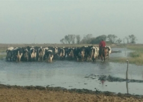 Córdoba: por las inundaciones, cerraron 10 tambos en Laboulaye y se acelera la venta de hacienda