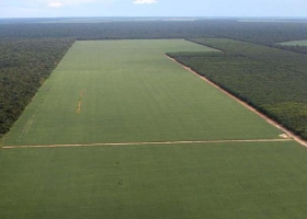Los pueblos originarios del chaco salteño perdieron el 21% de la superficie que trabajaban