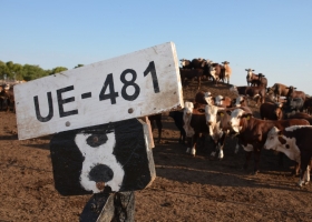 Por el atraso cambiario es mucho mejor negocio vender carne vacuna premium a los consumidores argentinos que a los europeos