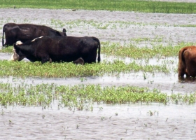 En Corrientes ya se perdieron $900 millones por inundaciones y la ganadería es la más afectada