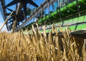 Caen los rindes de trigo y cebada por el aumento de la temperatura