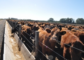 Administradores y veterinarios de feedlots son ahora solidariamente responsables de irregularidades productivas y administrativas