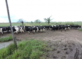 Concentración potenciada: sigue profundizándose el abismo económico entre tambos grandes y chicos