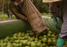 Agroindustria destinará $540 millones para la cadena frutícola del Alto Valle