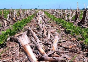 Argentina firmó un convenio para llevar la siembra directa a África