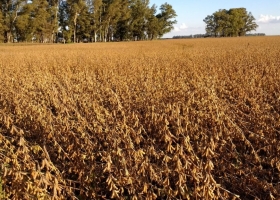 Cada vez más dependientes de la soja: es récord la participación del complejo oleaginoso en la matriz exportadora argentina