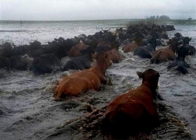 En Corrientes alertan que podrían morir hasta 120.000 vacas por las inundaciones