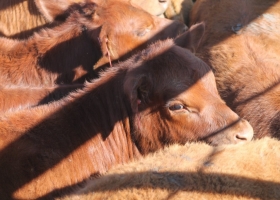 Lucha contra el “ternericidio”: subieron a 10.000 pesos el monto de la caución que debe pagarse para faenar un animal con menos de 300 kilos