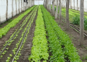 Aseguran que la Agricultura Familiar produce casi el 80% de los alimentos del mundo