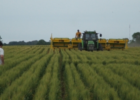 Trigo: pese a las lluvias y a las complicaciones en el suelo ya se sembró el 35% previsto