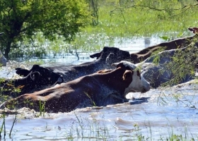 Se extiende a campos de Chaco y Formosa el drama de la inundación