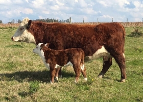 En mayo la participación de hembras en la faena llegó a 43,0%: “La retención de vientres ha llegado a su fin”