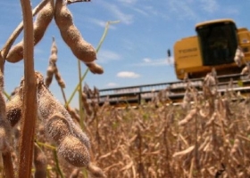 Cayó hasta el 81% el margen bruto de la soja en la última campaña