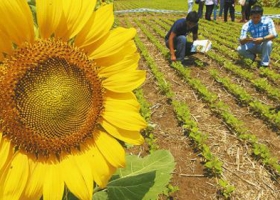 Proyectan un aumento del 6% en la siembra de girasol para el ciclo 2017/18