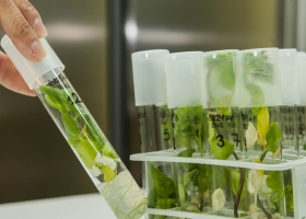 Tras cinco años, egresaron los primeros especialistas en Agrobiotecnología