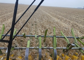 Márgenes proyectados 2017/18: el maíz temprano es por lejos el cultivo menos competitivo