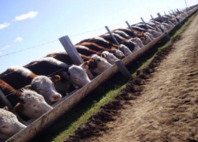Ocupación de feedlots, en valores que no se registraban desde el 2011