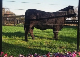 Una hembra de la raza Brangus es el animal más caro de la ganadería