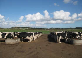 Con la mayor producción el valor de la leche medido en moneda maíz regresó a una relación de equilibrio