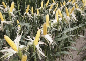 El Usda reportó buenas condiciones para los granos estadounidenses