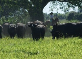 Buscan extender la producción de leche de búfala por fuera de la región pampeana