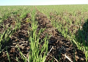 El trigo en la zona núcleo, con muy buen estado, pero amenazado por las enfermedades