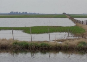 Trigo: complicaciones varias tras las fuertes lluvias