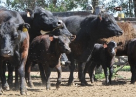 Afirman que con 50 kilos más de peso, aumentaría 15 puntos el índice de preñez