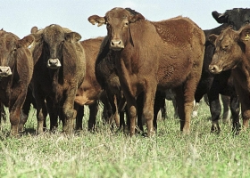 Optimismo por la producción de carne en el Noa