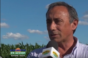 Daniel Dechanzi - Panorama Agrícola en Entre Rios