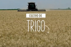 ¿Te imaginás tus comidas sin trigo?