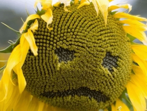 El Niño se hace esperar: Ajustan la superficie prevista de girasol argentino a causa de la falta de humedad