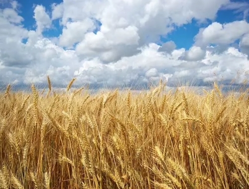 Instituto Nacional de Tecnología Agropecuaria Centro de Investigación en Economía  y Prospectiva Trigo 24/25: Recalculando.