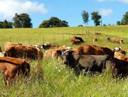  La cepa argentina modificada contra el herpesvirus trasciende fronteras