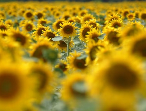 Cultivos de verano girasol y soja, en los extremos de la tabla de márgenes agrícolas 2024/25