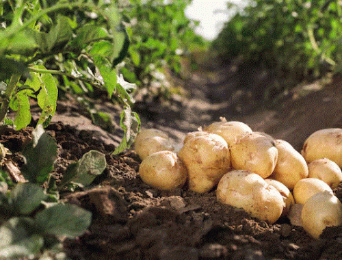Invirtió US$200 millones una empresa ultima detalles para exportar papas procesadas a mercados muy codiciados