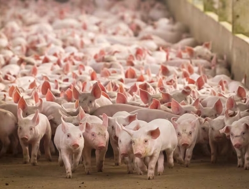 No tiene techo presentaron un ambicioso plan de inversiones por US$1600 millones en el negocio porcino