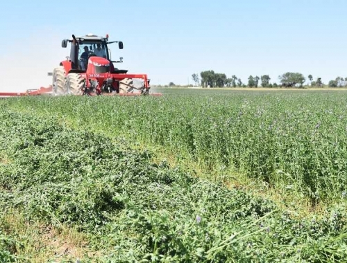Con fósforo y azufre, la alfalfa rinde más en zonas secas