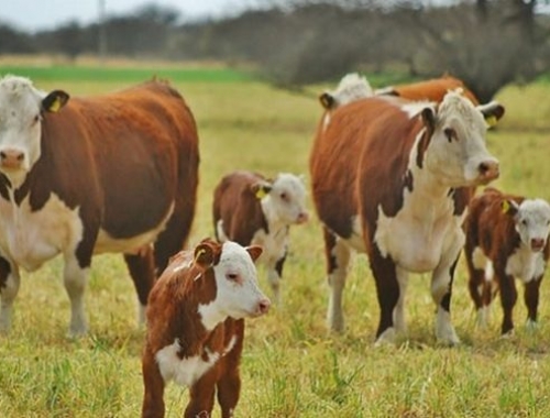 El sector de la cría bovina recupera rentabilidad y acelera la salida de terneros
