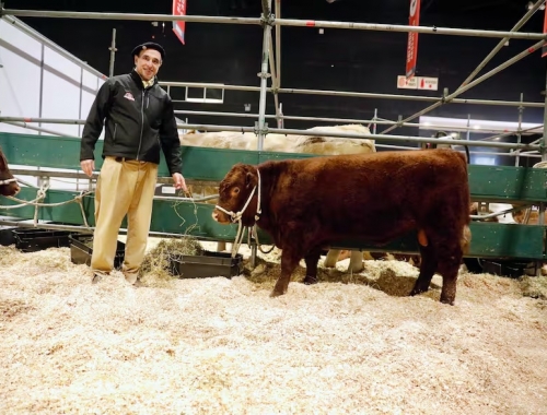 Regreso con gloria después de más de 120 años, volvió a la Argentina una raza bovina extremadamente mansa