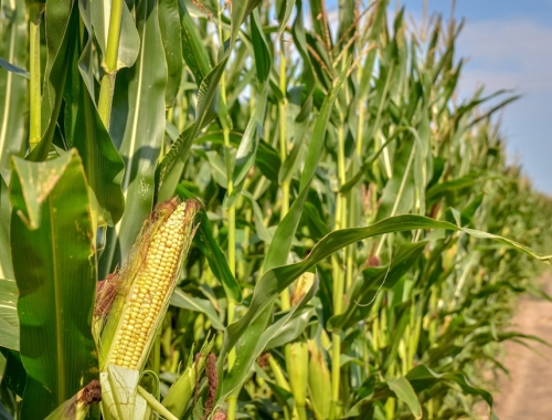 Gran campaña se viene la revancha para un cultivo que fue golpeado por una plaga
