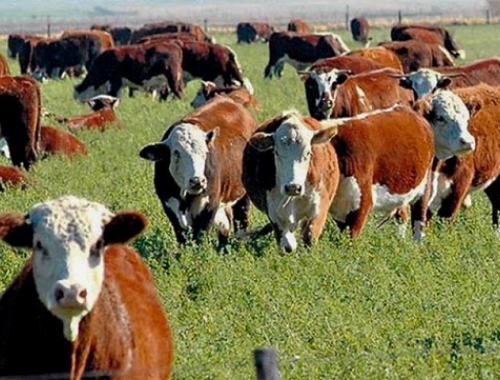 Novillo Mercosur: Argentina lidera las subas y supera el promedio regional