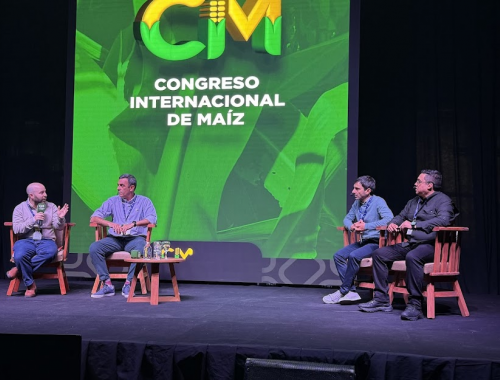 El maíz duplicó su rendimiento en 30 años gracias a la genética y la innovación