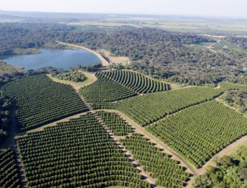 Créditos de carbono un negocio de 2.300 mill/dol/año para la Argentina