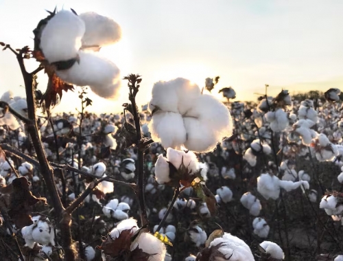 Plan histórico buscan revolucionar el oro blanco y generar más de US$700 millones